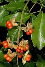 Image result for Bersama lucens