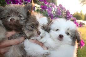 Check spelling or type a new query. Havanese Pomeranian Puppy Ewokians For Sale In Everett Washington Classified Americanlisted Com