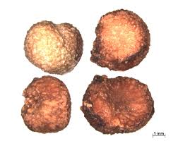 Image result for Maerua triphylla