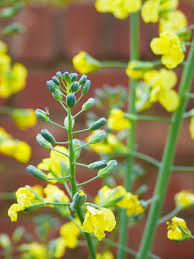 'churchill' is one of the most popular hybrid brussels sprouts varieties that grow fast and matures early. Brassica Oleracea Italica Group Broccoli Purple Sprouting Sprouting Broccoli North Carolina Extension Gardener Plant Toolbox