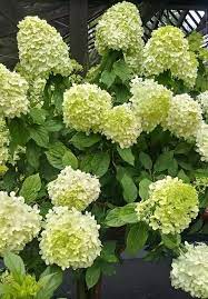 Limelight Hydrangea Paniculata Tree Form Limelight Hydrangea Flowering Trees Hydrangea
