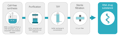 Moreover, it uses a rapid, simple production process, which is a crucial advantage in the current pandemic's acute setting. Vaccines Free Full Text An Update On Self Amplifying Mrna Vaccine Development Html