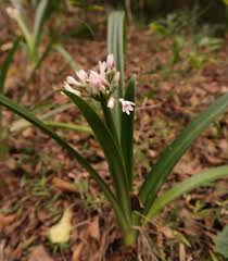 Image result for Cryptostephanus