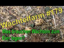 Lebenswoche die ersten eier, rassehühner teilweise erst viel später. Was Brauchen Wachteln Zum Eier Legen Wachtelfarm 179 Youtube