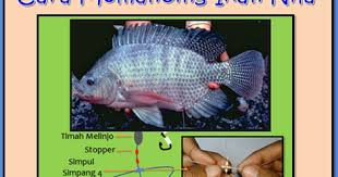 Download Gambar Ikan Nila Besar Cara Memancing Ikan Nila Menggunakan Teknik Rangkaian Cotton Cara Ternak Ikan Nila Yang Benar Ikuti 7 Lan Ikan Gambar Memancing