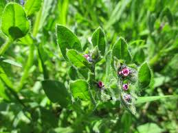 Image result for Hilsenbergia