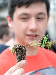 MHS Students Plant Seedlings In Greenhouse