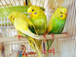 Mine welli dame queenie kratzt sich seit heute die ganze zeit am po. Wissen Uber Haustiere Meine Wellensittiche Fliegen Nicht