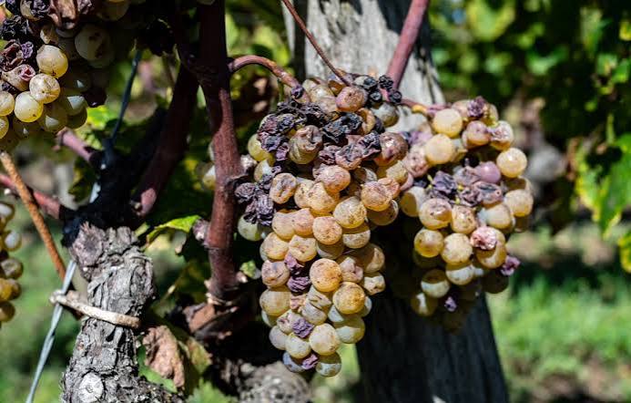Vine botrytis (Botrytis cinerea): what biological treatments?