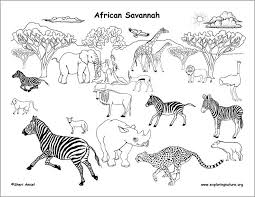 1275x1650 african american, black, african, boys and girls of color. African Animals Coloring Page Coloringbay