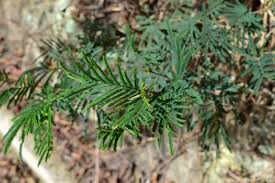 Image result for Acacia decurrens