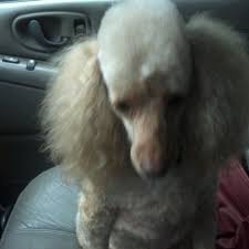 To better serve our clients and families in the pet care industry, we now offer pet boarding, doggie. Mary S Tlc Pet Grooming Pet Service In Waldorf