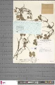 Image result for Marsilea villifolia