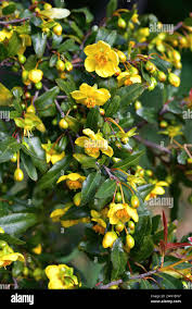 Image result for Ochna confusa
