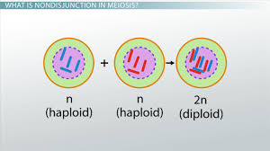 Meiosis concept map masteringbiology answers 35419 usbdata. Nondisjunction In Meiosis Definition Examples Video Lesson Transcript Study Com