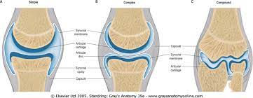 B Hyaline Cartilage Covers Articular Surface Of All Synovial Joints True Mostly Anatomy Median Nerve Female Anatomy Reference