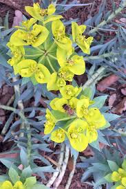 Maybe you would like to learn more about one of these? How To Grow Gopher Plant Euphorbia Rigida Gardener S Path