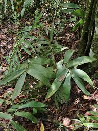 Image result for Olyra latifolia