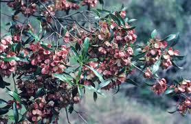 Image result for Dodonaea viscosa