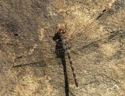 Image result for Rytigynia bridsoniae