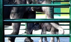 Bandung zoo atau kebun binatang bandung tempat wisata yang memiliki beragam koleksi flora dan fauna. Kebun Binatang Surabaya Direncanakan Dibuka Awal Juli Republika Online