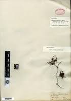 Image result for Marsilea burchellii