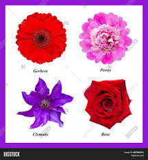 1 x clematis 'andromeda' is a wonderful new clematis with large creamy pink flowers that are brought to life by the darker pink centers and golden yellow stamens. Set Four Isolated Image Photo Free Trial Bigstock