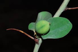 Image result for Adenia rumicifolia