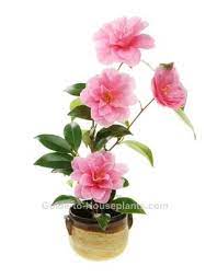 Japanese camellias, camellia japonica typically form pyramid shape, and have leathery 4 leaves with serrated edges. Growing Camellias Indoors Camellia Plant Care Camellia Japonica Plants Camellia Plant Plant Care
