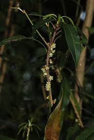 Image result for Eulophia longisepala
