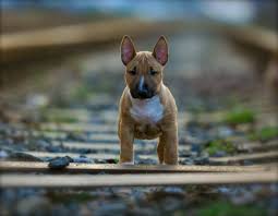 Little Dog In A Big World Bull Terrier Funny Mini Bull Terriers Bull Terrier Puppy