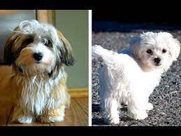Lancaster puppies has havanese mix puppies for sale. Havanese Vs Maltese Puppies And Full Grown Dogs Similarities And Differences Youtube