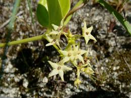 Image result for Vincetoxicum monticola