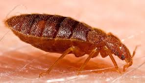 Image result for Cimex lectularius bites