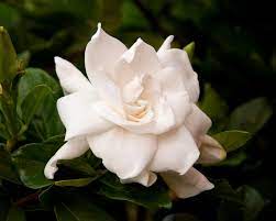 How To Grow And Care For Gardenia Plants Gardenia Plant August Beauty Gardenia Hybrid Tea Roses