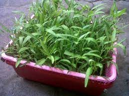 Maybe you would like to learn more about one of these? Cara Menanam Kangkung Hidroponik Hidroponik Store