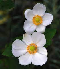 Japanese Anemone Anemone Hupehensis Var Japonica Anemone Japanese Anemone White Flowers