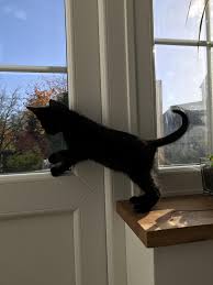 Our House Panther Is Wild He Gets So Excited And Has Just Discovered Outside Hello There Bright People Are You Catlove Black Kitten Black Cat Bear Puppy