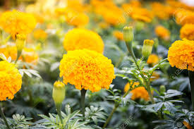 Also known as the treasure flower, gazanias will bounce back from light frosts. Yellow Marigold Flowers Tagetes Erecta Mexican Marigold Aztec Marigold African Marigold Stock Photo Picture And Royalty Free Image Image 87991570