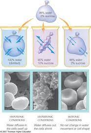 We did not find results for: Hypotonic Hypertonic Isotonic Biology Activity Biology Teacher Chemistry Classroom