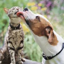 31 problems only dog owners understand dog quotes cute animals dog friends