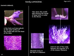 Image result for Karomia tettensis