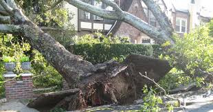 Some people pay as little as $200 for quick and easy projects, while more. Home Insurance Coverage For Tree Damage And Removal Quotewizard