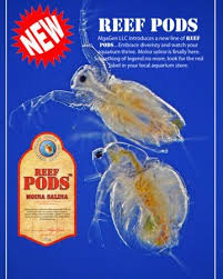 Jun 22, 2021 · builders' response. Tag Daphnia Reef Builders The Reef And Saltwater Aquarium Blog