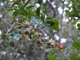 Image result for Bersama lucens