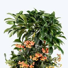 Image result for Ardisia
