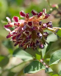 Image result for Plicosepalus sagittifolius