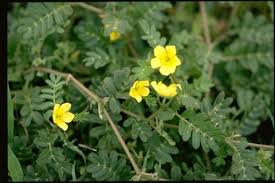 Image result for Tribulus terrestris