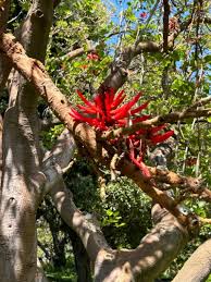 Image result for Erythrina × coddii