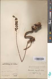 Image result for Adenodolichos